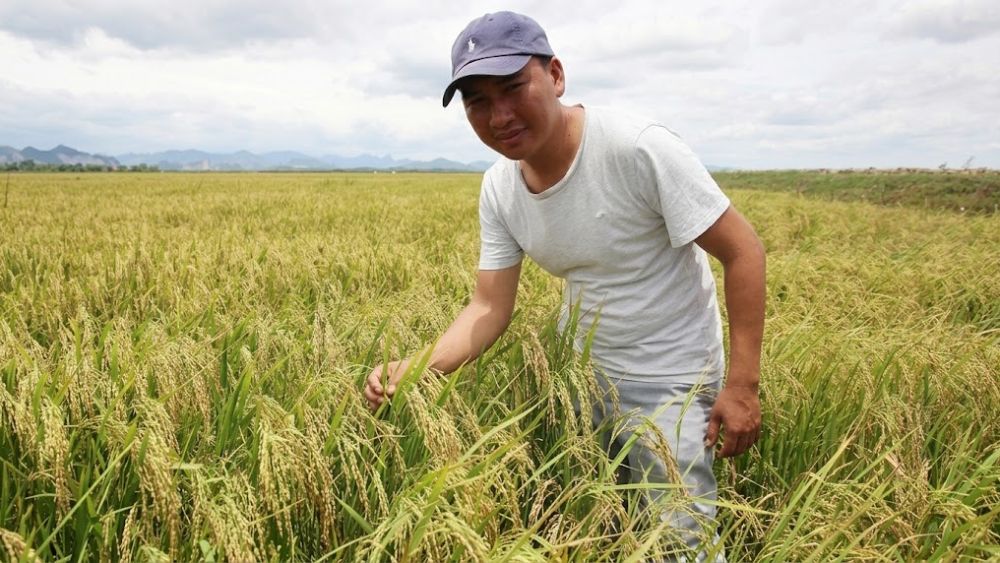 Khám phá hành động tích lũy đất trồng lúa quy mô lớn giúp nông dân làm giàu hiệu quả, đạt thu nhập hàng tỷ đồng mỗi năm.