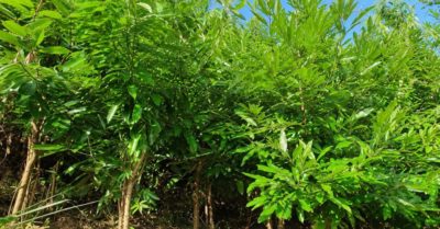 Xuất khẩu quế Việt Nam giảm ở châu Á, tăng vọt tại thị trường Mỹ