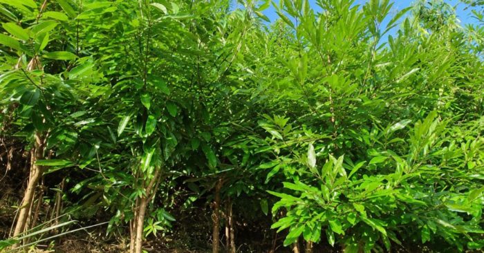 Xuất khẩu quế Việt Nam giảm ở châu Á, tăng vọt tại thị trường Mỹ