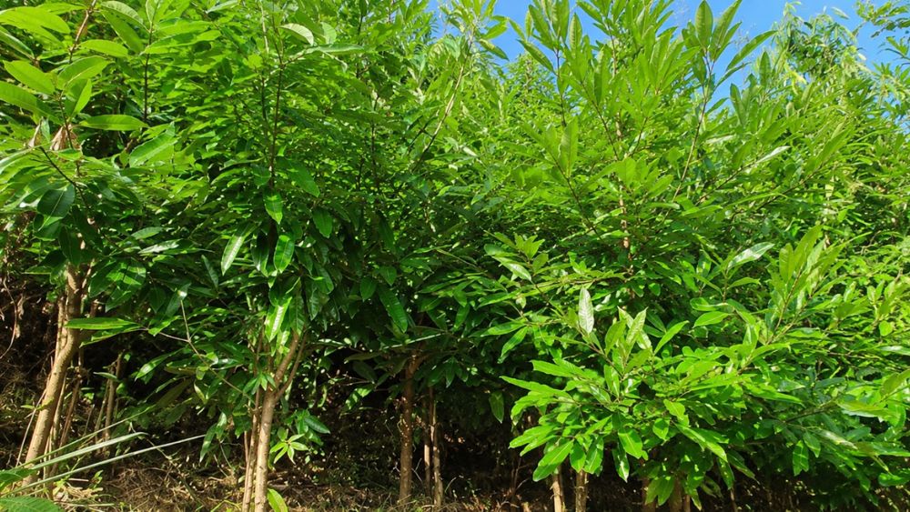 Hồ tiêu Việt Nam có giá xuất khẩu hơn 2.500 USD/tấn, dẫn đầu thế giới và cạnh tranh vị trí số một với Trung Quốc. Khám phá lợi thế của ngành.