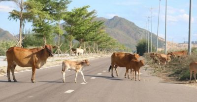 400 trâu bò vẫn thả rông giữa khu kinh tế Nhơn Hội
