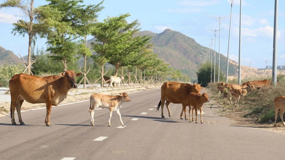 Hàng trăm con trâu, bò tự do đi lại, băng qua đường trong Khu kinh tế Nhơn Hội (Bình Định), gây mất an toàn và đe dọa trực tiếp người tham gia giao thông.