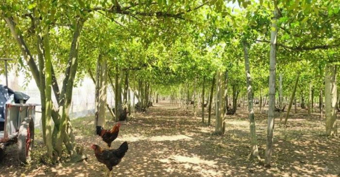 Đưa táo muối lên giàn, nông dân Hải Phòng thu tiền tỷ