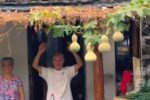 7 quả hồ lô bất ngờ đưa hàng trăm người đến thăm vợ chồng già