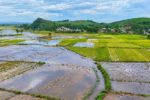 Những bó lúa nằm lại giữa mùa gặt