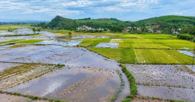 Những bó lúa nằm lại giữa mùa gặt