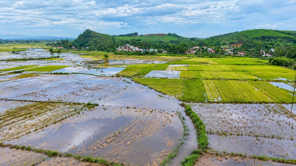 Hình ảnh diện tích lớn lúa chín tại xã Long Phụng (Quảng Ngãi) bị nước lũ bủa vây, chìm úng khiến hạt nảy mầm hư hỏng trên đồng.