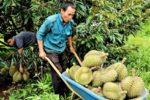 Sầu riêng cuối vụ tăng giá, nhà vườn đón niềm vui sau tháng ngày khó khăn