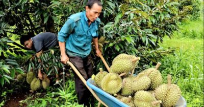 Sầu riêng cuối vụ tăng giá, nhà vườn đón niềm vui sau tháng ngày khó khăn