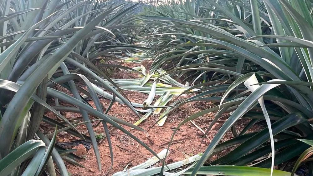 Trang trại dứa bị phá, hàng trăm cây hư hỏng