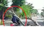 Chặt cây trước nhà, cây đổ xuống đường khiến người đi xe máy tử vong