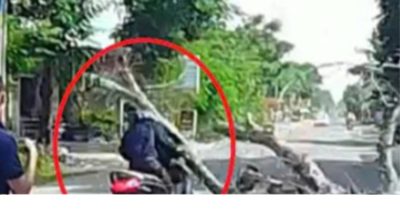 Chặt cây trước nhà, cây đổ xuống đường khiến người đi xe máy tử vong