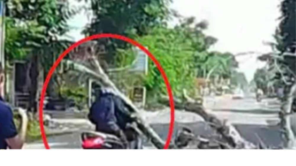 Hiện trường tai nạn cây đổ ở Thanh Hóa