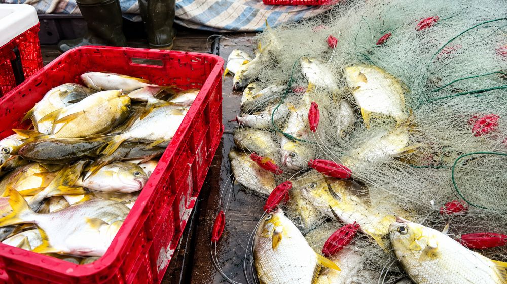 Ngư dân Hà Tĩnh trúng đậm cá chim vàng sau chuyến ra khơi, sản lượng cao, mang về thu nhập tiền triệu.
